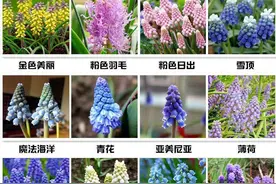 葡萄风信子都有哪些品种，哪些颜色图片