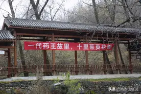 一代药王故里，十里茱萸花香图片