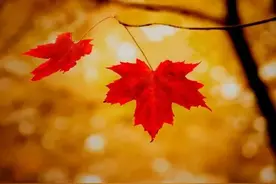 生活英语：秋意浓，赏红叶图片