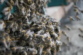 蜜蜂养殖技术｜蜂群筑台准备分蜂前后蜂王产卵量变化、影响及应用图片