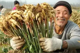 大姜4种主要害虫防治方法，知道的都告诉你，收藏好图片
