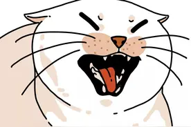 猫咪外伤在家如何处置？—《众爱卿宠物知识大讲堂》图片