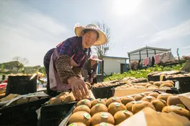 电商热点：抖音直播再出新规 阿里零售“W计划”助力小店经济图片