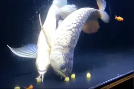 金龙鱼将产下的卵含到嘴里，一直绝食到小鱼孵化出来，伟大的母爱