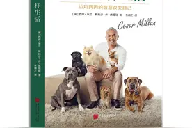 治愈系！《像狗一样生活》用狗狗的8种品质治愈你图片