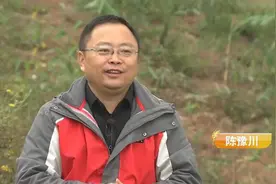 四川大哥返乡养鹌鹑，一年卖出2个亿，带领数千农户致富图片