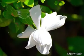 植物缺铁发黄怎么办？浇点它，蹭蹭长图片