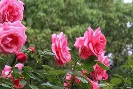 玫瑰花病虫害及防治图片