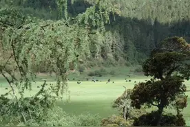 草原绿，防近视图片