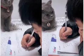 中国网红家教猫登英国媒体，紧盯小主人写作业，堪称“死亡凝视”图片