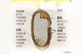 「粮食科普」为什么糙米比大米的营养更高？图片
