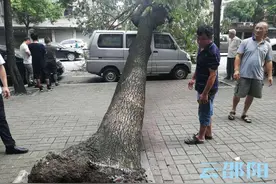 双清区塔北路一棵梧桐树倒在路边 居民呼吁有关部门尽快移走图片