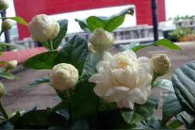它是茉莉花中的佼佼者，名叫虎头茉莉，开花更大花香更浓图片