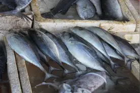 荒唐至极！自己都不吃的“福岛特产”鱼，日本将其大量出口到泰国图片