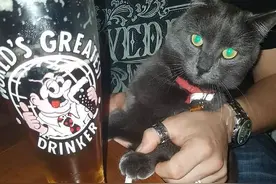 猫：“那一晚，我终于知道了醉汉的可怕，呜呜！”图片