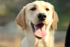 圣伯纳犬的寿命 一般平均在9到12年左右图片
