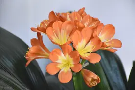 君子兰开完花，有3个“后遗症”，快看看你家的有没有图片