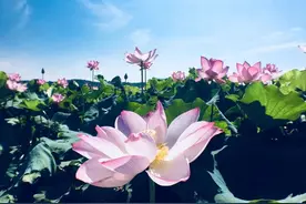 镜头 | 闽天福地盛夏始图片