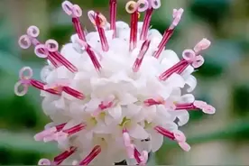 奇妙的花草世界，每一朵花都与众不同图片