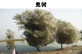 你见过流血的树木吗？因为看似危险，你不会愿意接触的5种树木图片