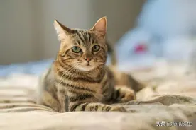 猫这辈子到底最怕什么？图片