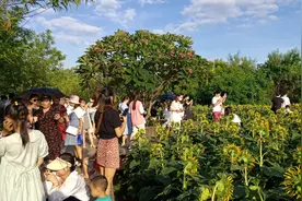 免费！厦门园博苑海洋岛6000㎡向日葵花海绽放，现在是最佳观赏期图片
