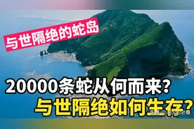 大连蛇岛上的20000条毒蛇，这些毒蛇从何而来？是否有天敌呢？图片