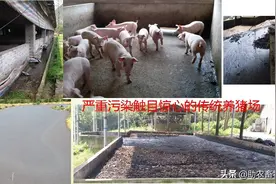 年出栏5千头内老猪场低成本改造达到环保与防非瘟实战操作技术图片