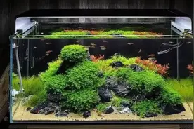草缸造景，想在石头上养“迷你矮”的可以关注这篇图片