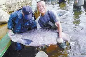 它是四大家鱼之首，1条百余斤重，腌腊鱼是一绝，如今很少人养殖图片
