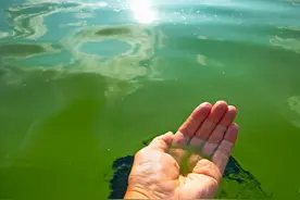 注意！这样的海水可能有毒，被污染的海鲜也不要吃！严重可致命…图片