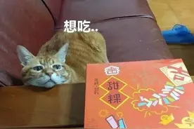 大橘自带“神奇眼线”，每天往那一趴…想要啥就来啥图片