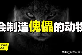 寄生蜂和弓形虫：你一定见过猫，却没想到被它偷偷变成了傀儡图片