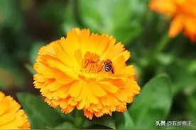 勤劳的蜜蜂图片