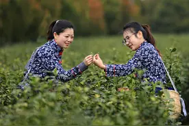 采茶姑娘 翠兰仙子图片