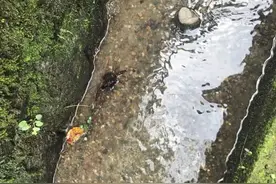 曾是牛蛙的饲料，能靠吃泥土存活，因尾部美味被养殖，但严禁放生图片