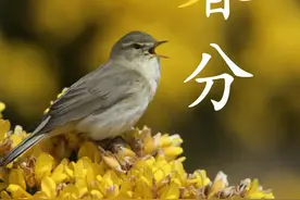 诗情花意：李清照、辛弃疾之《醉花阴》，讲的都是一个字，一朵花图片