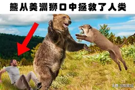 罕见的动物行为：以特别的方式，拯救了人类生命的11种动物图片
