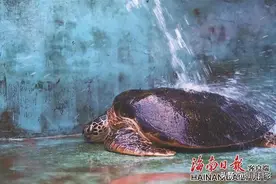 一只受伤海龟在海南的“放生之旅”图片