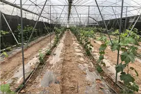 葡萄小苗促长，快用“济农乐土+”图片