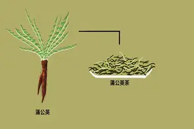32岁女子长期用蒲公英泡水喝消除乳腺结节，后来怎么样了？图片