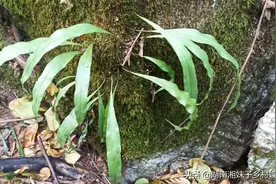 湖南第一次发现了神奇的江南星蕨，还是国家一保护植物图片