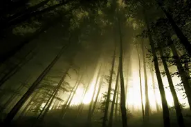 野象远行的真相，藏在故事的起点图片