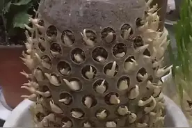 废油桶别扔，这样处理一下，养花种菜样样行图片