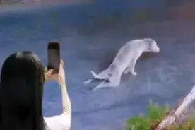 被人类赞美的动物中从来没有狗图片