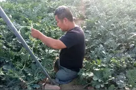 遭遇车祸，双腿高位截肢！中年汉子刘春永返乡创业，带动其他残疾人就业，坐着轮椅“奔跑”在希望的田野上图片