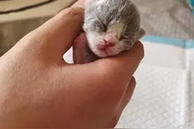 一篇文章全明白，小猫从出生到满月的变化，如何养好一只小奶猫？图片