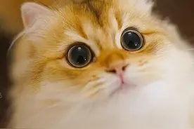 猫到底是什么神仙生物，太太太萌了图片