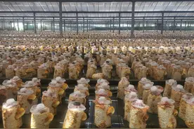 你听说过珍稀的“桑黄”吗？上海农科升级长三角“软黄金”种植图片