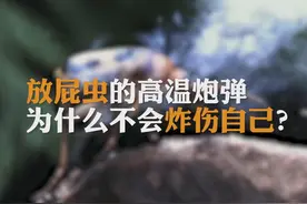 放屁虫屁温高达100℃，为何自己不会被烫伤？图片